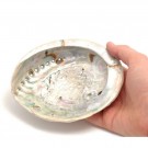 Abalone (Paua) skjell 15-17 cm AAA-kvalitet thumbnail
