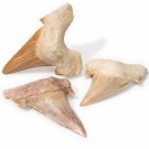 Hai tann fossil Otodus fra Jura tiden 5-7 cm thumbnail