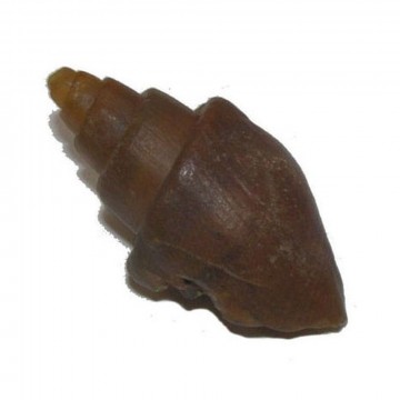 Silex Gastropod fossil Rå Små 15-35 mm AA-kvalitet