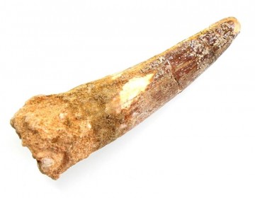 Spinosaur tann fossil 50-80 mm