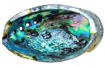Abalone (Paua) skjell 11-14 cm