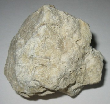 Kalsitt, korall med fossil Rå 77 gram