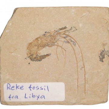 Reke fossil fra Libya på matrix 70 x 65 mm