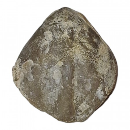 Terebratula sp. fossil AAA-kvalitet