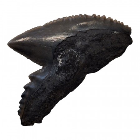 Hai tann fossil 2 cm AAA-kvalitet