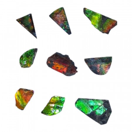 Ammolitt 2-3 cm (en av verdens sjeldneste) AAA-kvalitet